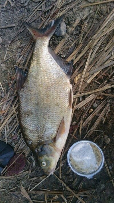 Carp bream, 1.2 kg — Skaistis