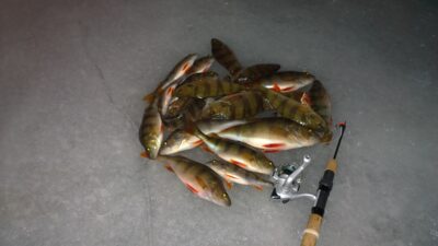 Eurasian perch — Taujėnų