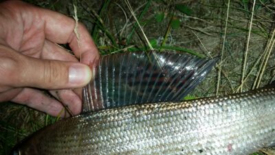 Grayling, 0.3 kg — Merkys