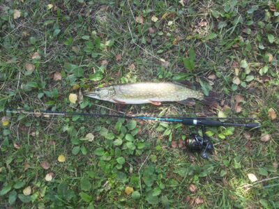Northern Pike, 1.2 kg — Antalieptės HE
