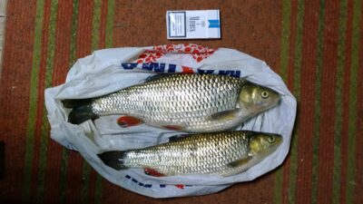 chub, 1.7 kg — Šventoji