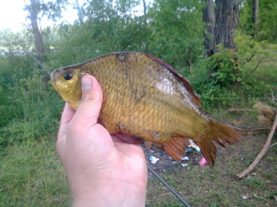Crucian carp, 0.4 kg — Norūnų