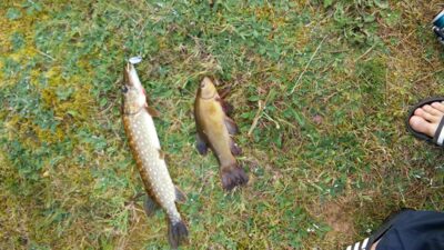 Northern Pike — Katinų