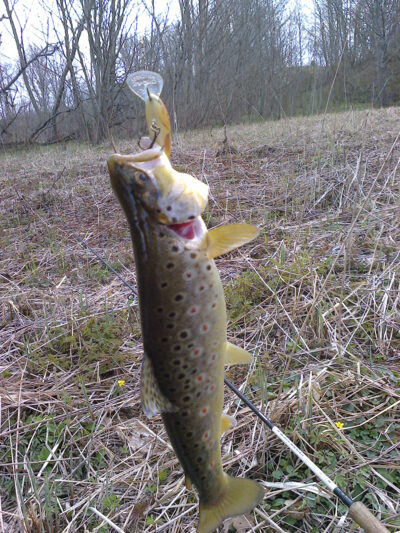 Brown Trout, 0.5 kg — Venta