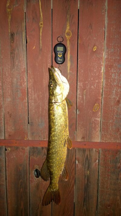 Northern Pike, 3.7 kg