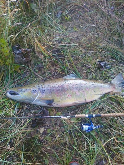 Atlantic salmon, 12.5 kg — Šventoji