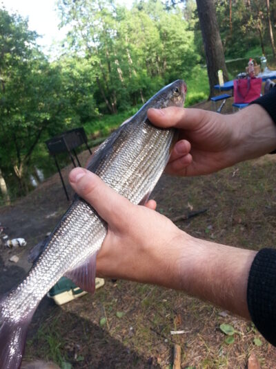 Grayling — Žeimena