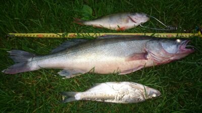 Pike perch, 1.8 kg — Kuršių