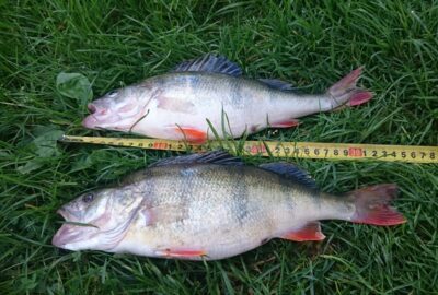 Eurasian perch, 0.6 kg — Kuršių
