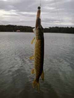Northern Pike