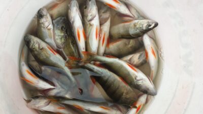 Eurasian perch — Riešės