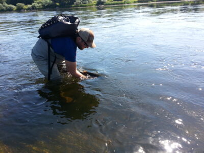 Atlantic salmon, 4.6 kg