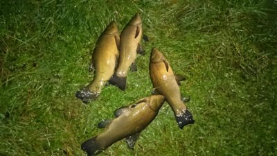 Tench ×4