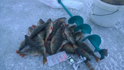 Eurasian perch — Taujėnų