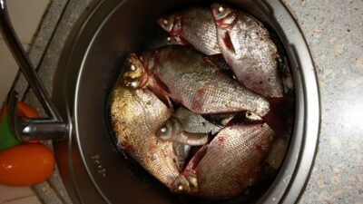 Carp bream ×6 — Kaunas reservoir