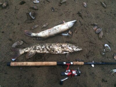Northern Pike, 2.9 kg — Akmena