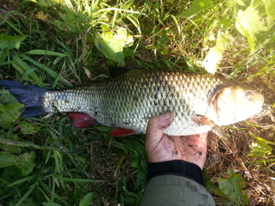 chub, 1.3 kg