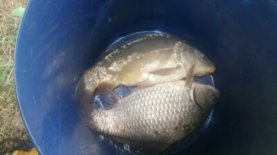 Carp, 0.6 kg