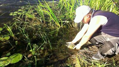 Carp, 1.1 kg — Širvintų