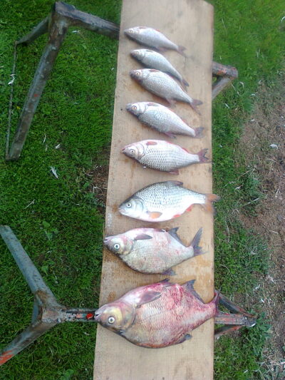 Carp bream, 1.5 kg — Neman River