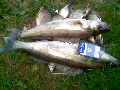 Pike perch, 2.3 kg