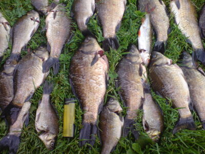 Sidabrinis karosas ×24