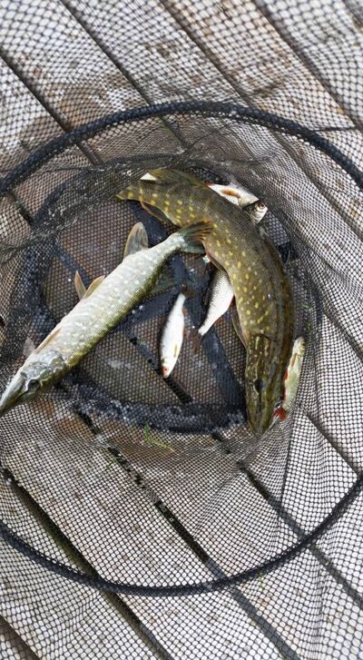 Northern Pike — Eišiškių HE