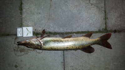 Northern Pike, 1.3 kg — Minija