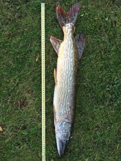 Northern Pike, 2.6 kg