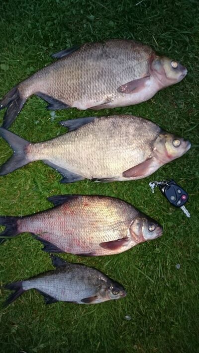 Carp bream ×4 — Neris River