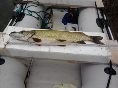 Northern Pike, 4.5 kg