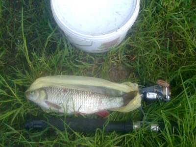 chub, 0.6 kg — Šventoji