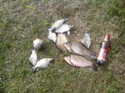Prussian carp ×10 — Dvariukų