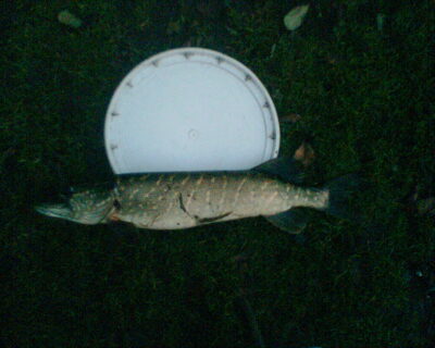 Northern Pike, 1.5 kg