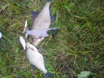 Carp bream, 2.6 kg — Pastovėlis