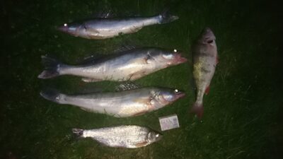 Pike perch — Kuršių