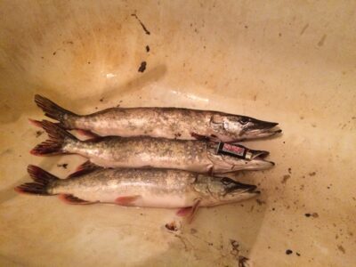 Northern Pike ×3 — Eketė
