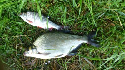 Carp bream, 0.8 kg — Neman River