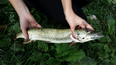 Northern Pike, 0.8 kg