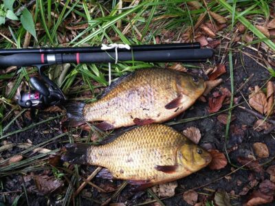 Crucian carp, 2.2 kg