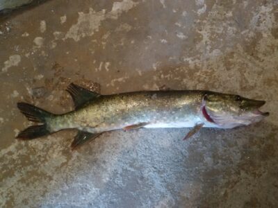 Northern Pike, 1.3 kg — Ekrano gamyklos