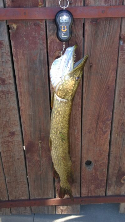 Northern Pike, 2.8 kg