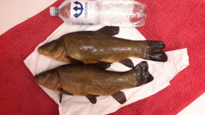 Tench, 2.6 kg — Kryžiškių