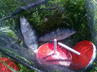 Eurasian perch, 0.7 kg