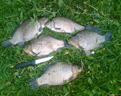 Prussian carp ×5 — Nevočių
