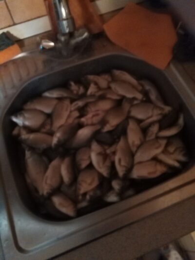 Crucian carp ×50 — Vokė