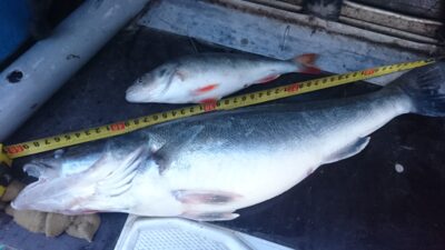 Pike perch, 1.4 kg — Kuršių