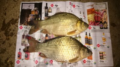 Prussian carp, 0.5 kg — Sujainių
