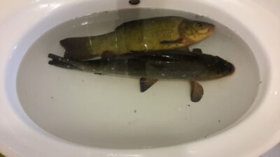 Tench, 1.8 kg