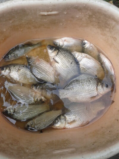 Crucian carp